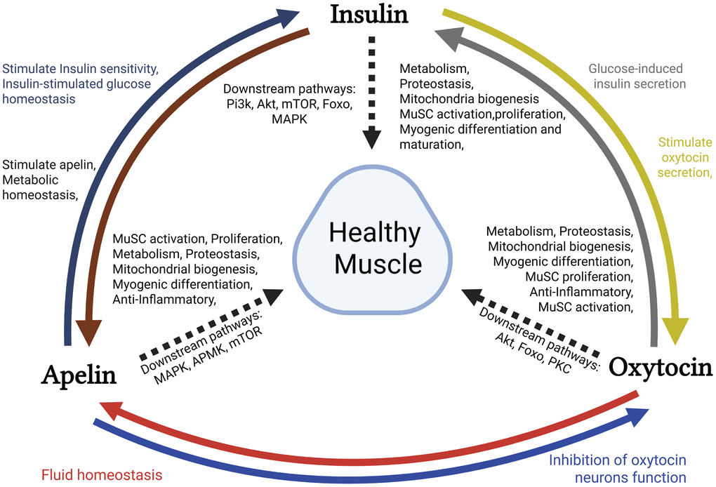 Hormonal dimorphism in sarcopenia disease.