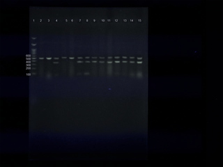 Effect of sex hormones, garlic and fennel extracts in layers' breeders diet on inherited offspring sex.